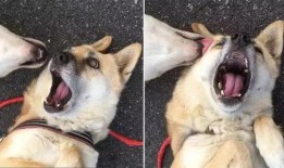 某网红的跟狗爆料事件视频,揭秘娱乐圈惊人内幕