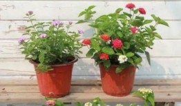 和田饭店爆料视频最新,惊人内幕曝光！