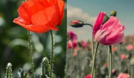 红罂粟在线观看,揭秘网络直播背后的暗流涌动