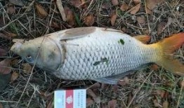 鲤鱼养殖爆料视频教程全集