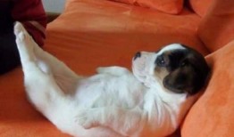 手绘打印卡爆料怎么做视频,轻松制作个性化打印卡