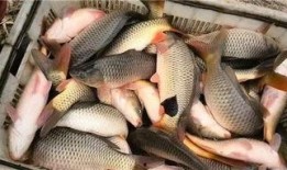 鲤鱼养殖爆料视频教程全集