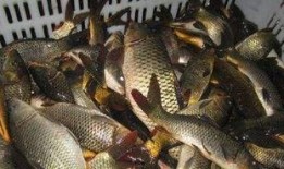 鲤鱼养殖爆料视频教程全集