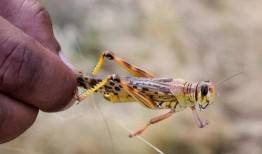 蝗虫大军在线观看,在线见证大自然的震撼力量