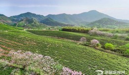 东莞茶山镇爆料新闻视频,视频揭秘真相