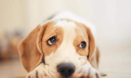 娱乐吃瓜酱小狗吉祥,小狗吉祥的欢乐日常