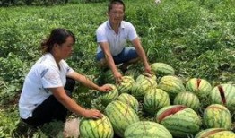 内蒙吃瓜网红事件,揭秘网络舆论的风暴与反思