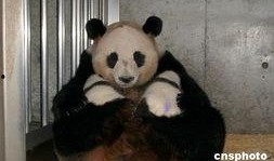 娱乐吃瓜酱功勋大熊猫,国宝传奇，熊猫界的明星风采