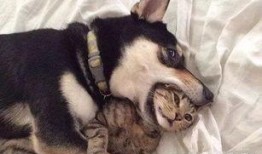 某网红的跟狗爆料事件视频,揭秘娱乐圈惊人内幕