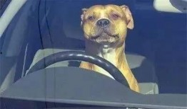 某网红的跟狗爆料事件视频,揭秘娱乐圈惊人内幕