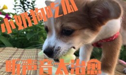 娱乐吃瓜酱小狗吉祥,小狗吉祥的欢乐日常