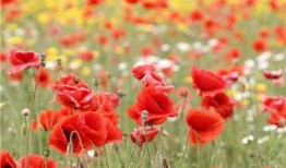 红罂粟在线观看,揭秘网络直播背后的暗流涌动