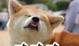 娱乐吃瓜酱小狗吉祥,小狗吉祥的欢乐日常